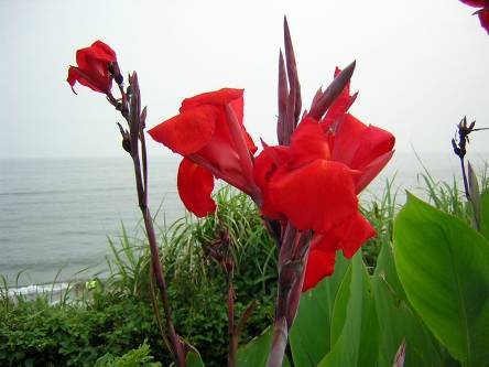七里ガ浜のカンナの花写真