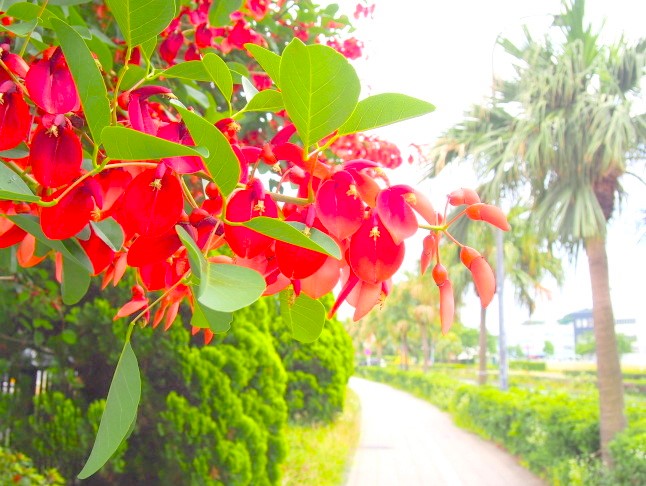 アメリカデイゴ花画像