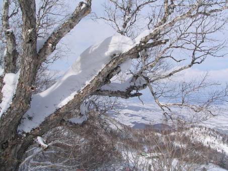 富良野自然の中の木々写真・富良野スキー場