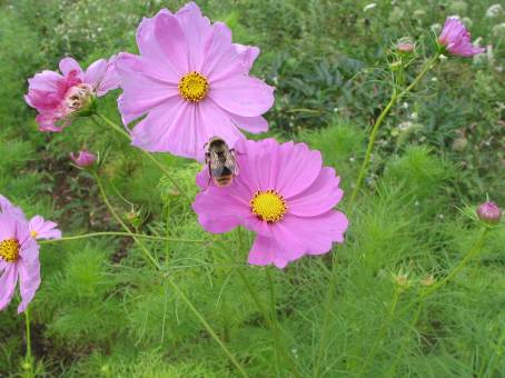 コスモスと蜜を吸うハチの写真