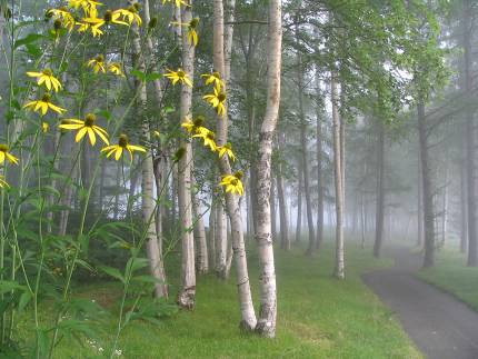 富良野の朝霧とオオハンゴンソウ写真