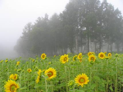 富良野朝霧とヒマワリ写真