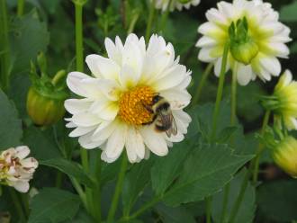 富良野ダリアの花とクマバチ写真