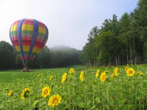 富良野ピクニックガーデンの熱気球とヒマワリ写真