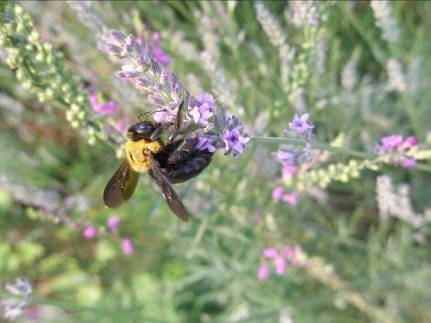 ラベンダーの花にとまるクマバチ写真