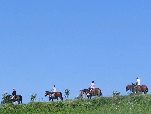 美瑛の青空の中の乗馬写真