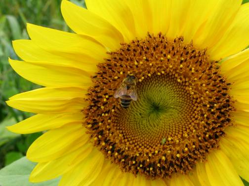 ヒマワリの花とミツバチ写真