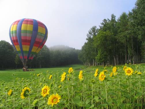 富良野の熱気球とヒマワリの花写真