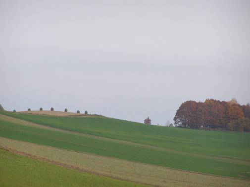 秋の美瑛の丘麦畑写真
