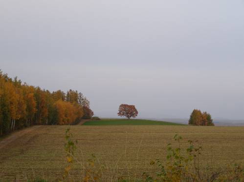 秋の美瑛の丘写真