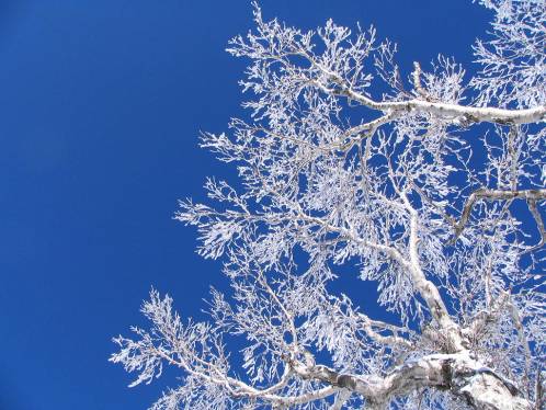 シラカンバの枝に付く霧氷と青空写真