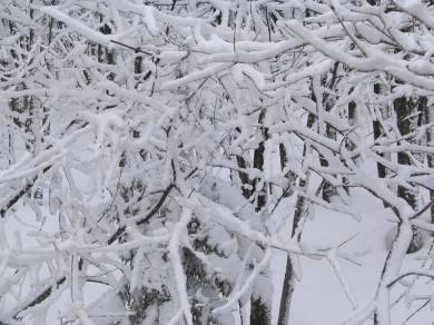 枝に付いた雪写真・鹿の角のようです