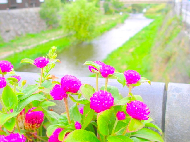 センニチコウ花