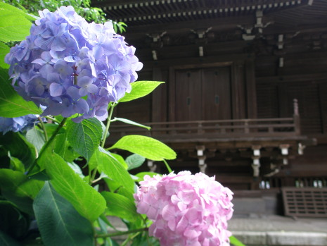 鎌倉御霊神社・鎌倉権五郎神社とアジサイの花写真