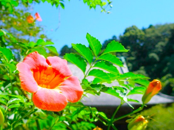 ノウゼンカズラの花