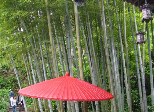 鎌倉長谷寺の竹林と傘写真
