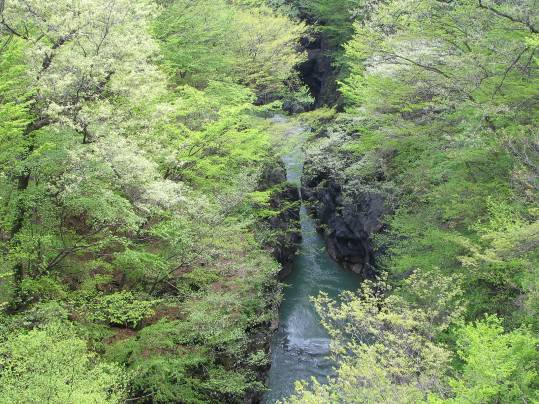 新緑に輝く吾妻峡の写真