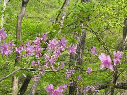 新緑の中で咲くミツバツツジの写真