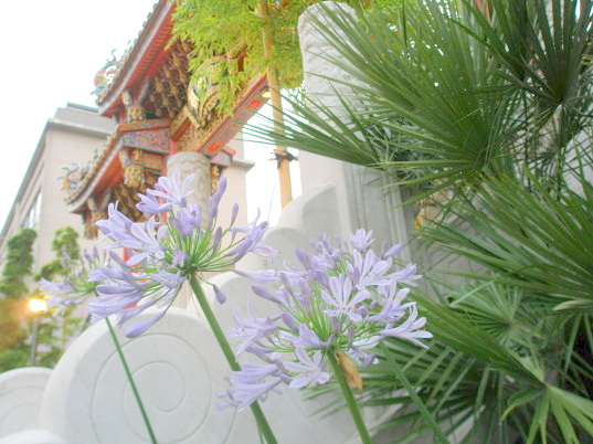 関帝廟　アガパンサスの花