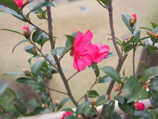 玉泉院丸庭園に咲くサザンカ花画像