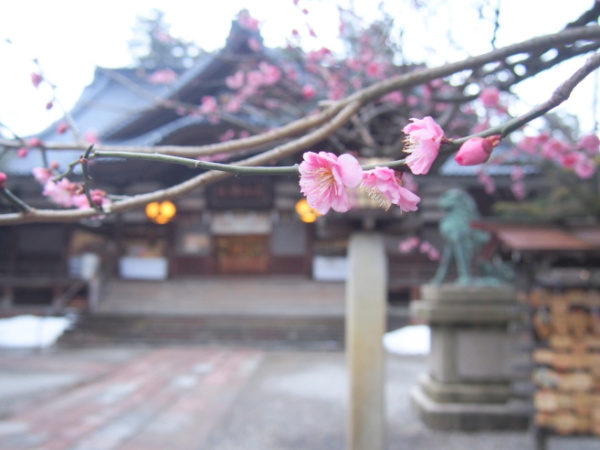 尾山神社に咲く紅梅画像