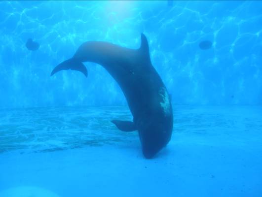 シーパラダイス水族館のクジラ写真