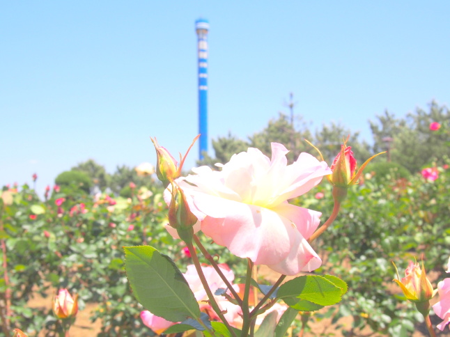 八景島バラ花画像