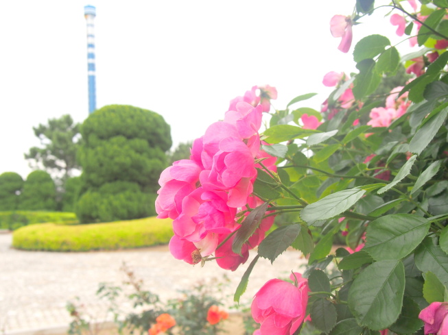 八景島バラ花画像
