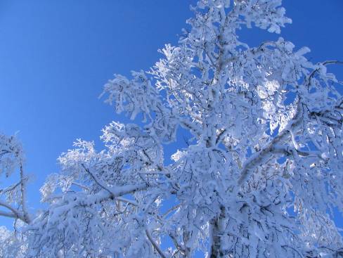冬の函館の青空と霧氷写真