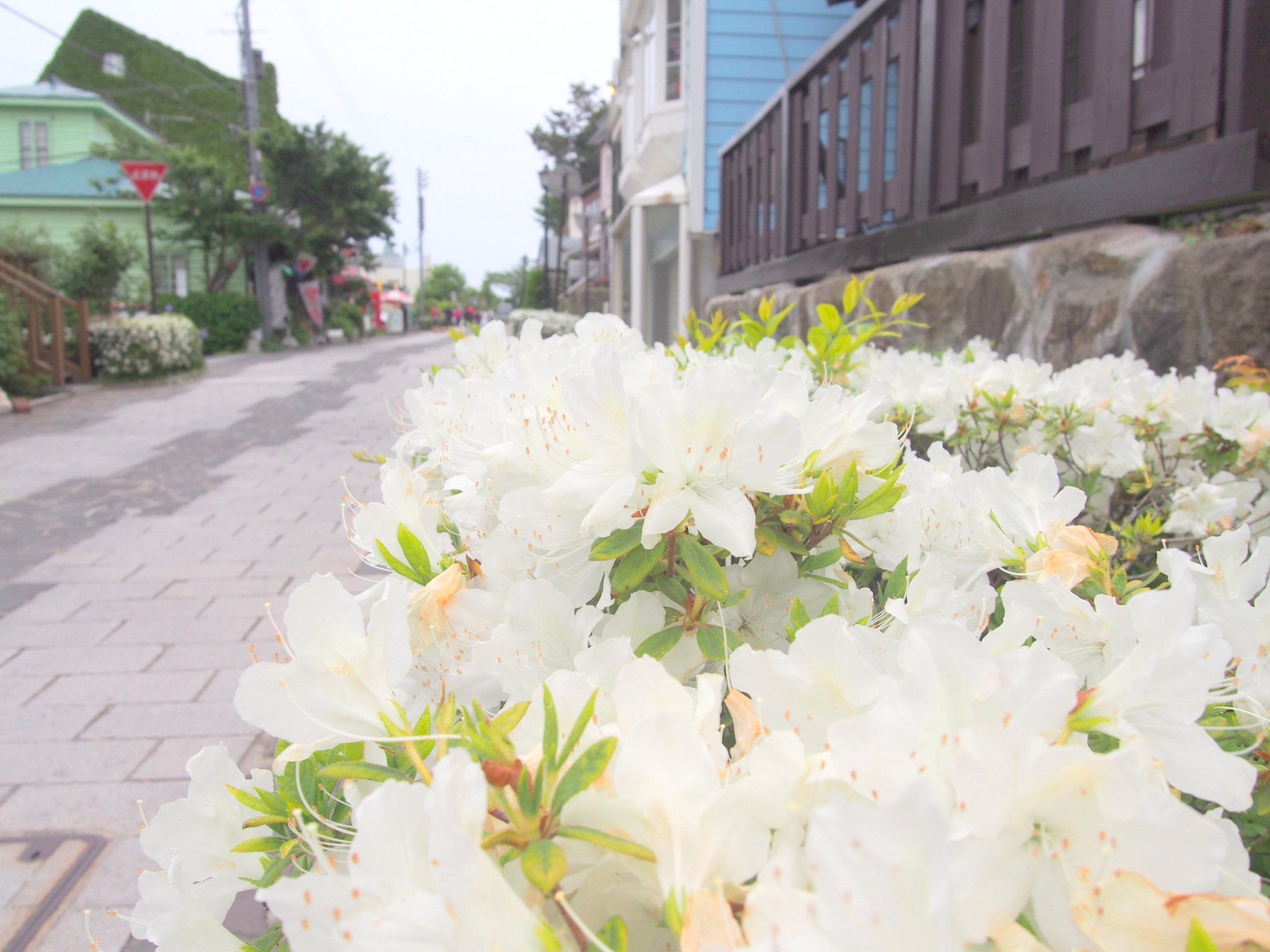 函館元町オオムラサキツツジ花画像