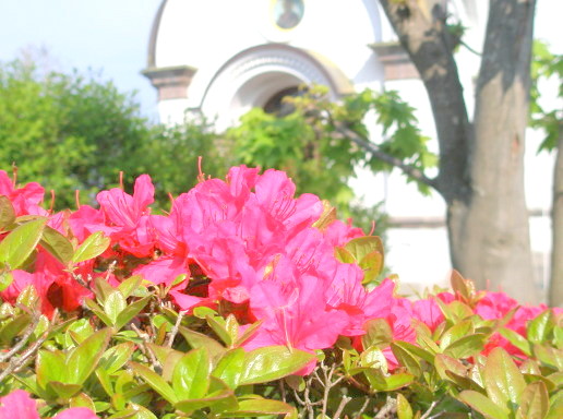 函館ハリストス正教会　ツツジの花　写真