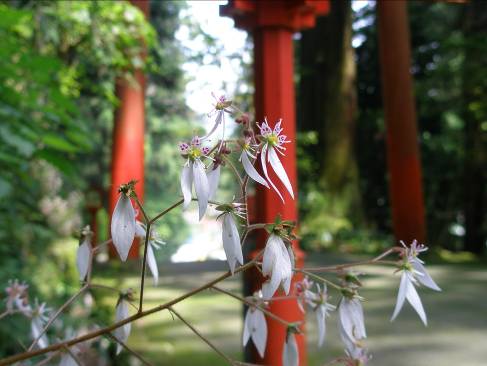 ユキノシタの花が咲く箱根神社参道写真