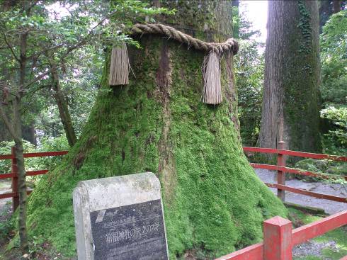 箱根神社矢立てのスギ写真