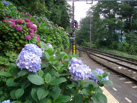 箱根登山鉄道沿いのアジサイの花写真