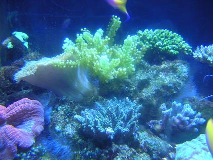 箱根園水族館サンゴ写真