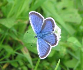 ミヤマシジミ蝶写真・夏の白馬山麓の蝶もきれいです