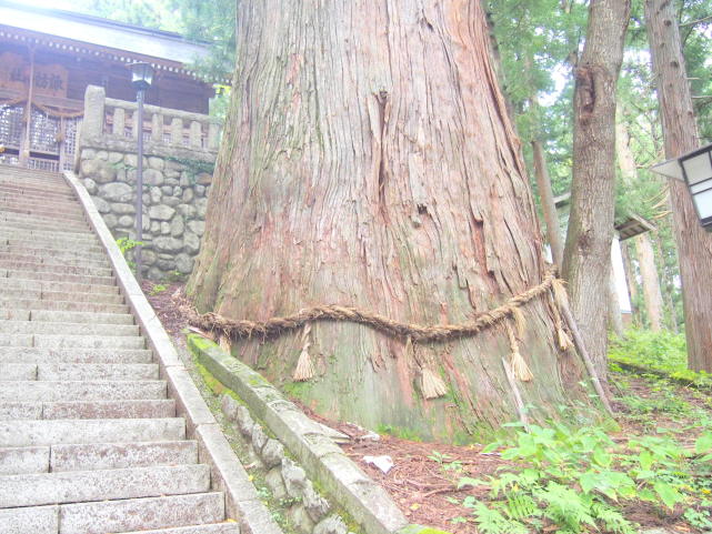 細野諏訪神社杉大木写真