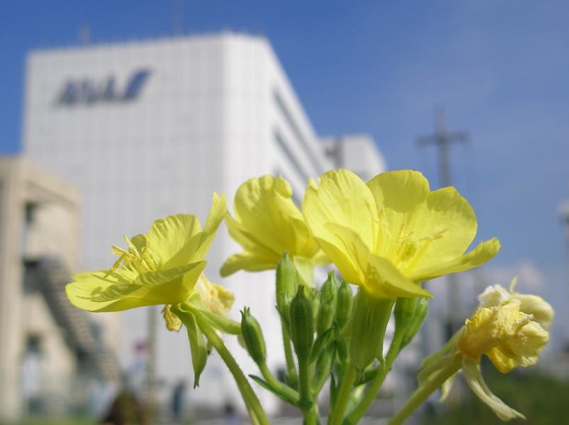 羽田整備場駅近くに咲くオオマツヨイグサ花画像