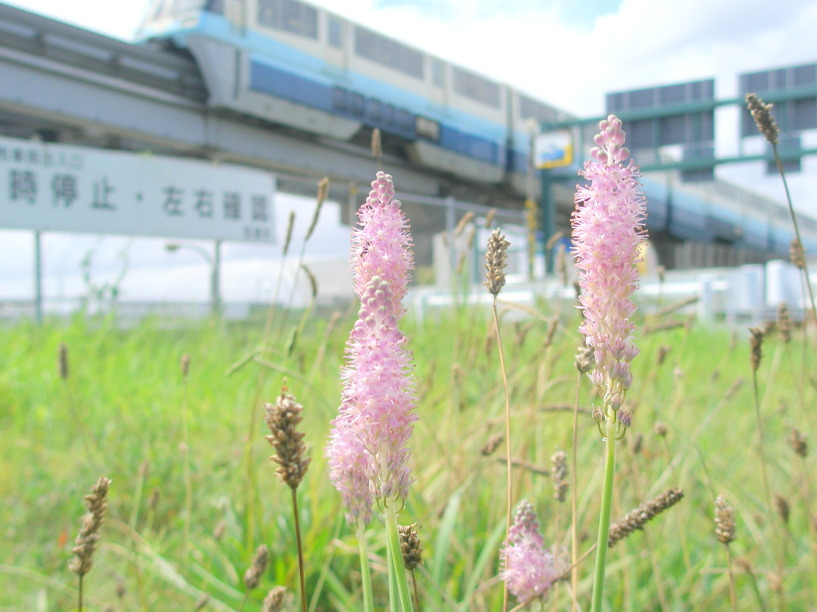 ツルボの花と東京モノレール画像