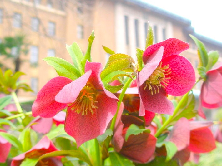 クリスマスローズ花