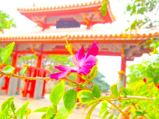 ハイビスカス画像