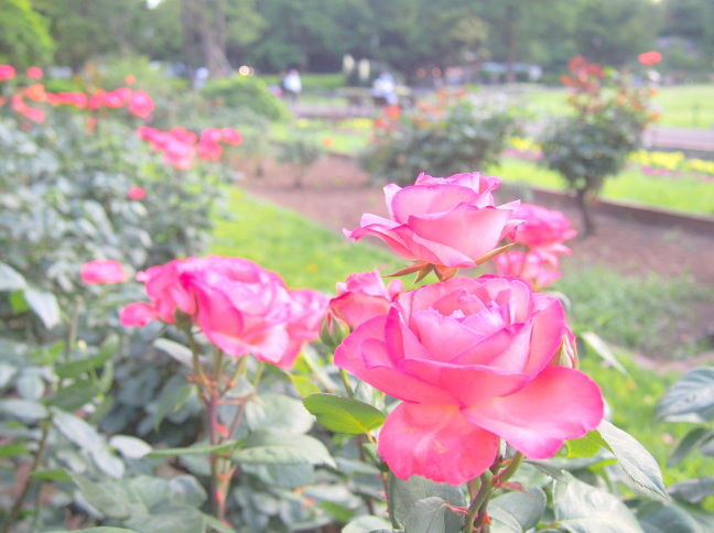 日比谷公園バラ花写真