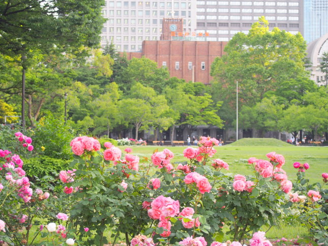 日比谷公園バラ花画像