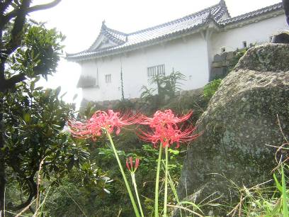 姫路城長壁とヒガンバナ写真