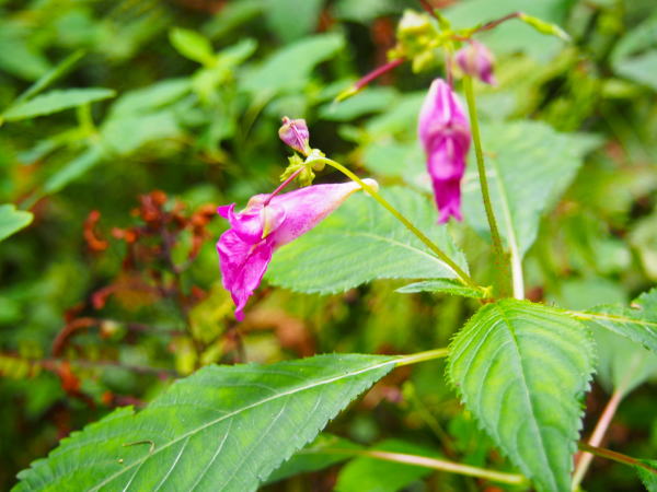 �P�쌹���c���t�l�ʐ^