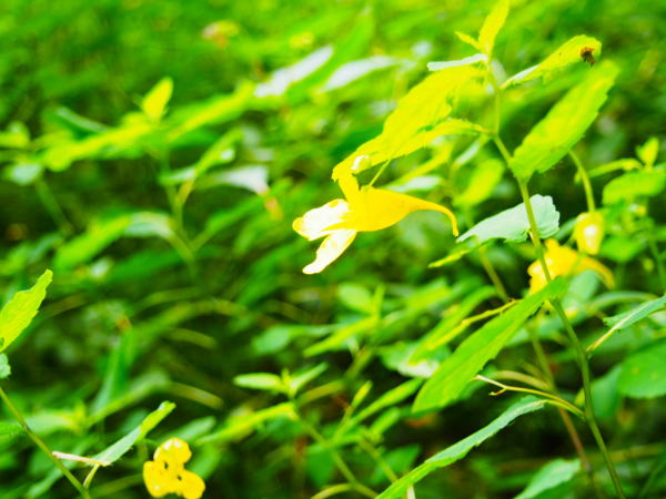 �P�쌹���L�c���t�l�ʐ^