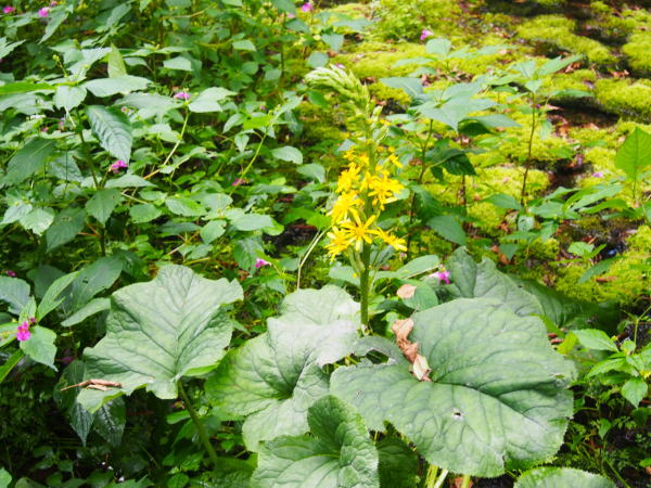 �P�쌹���I�^�J���R�E�Ԏʐ^