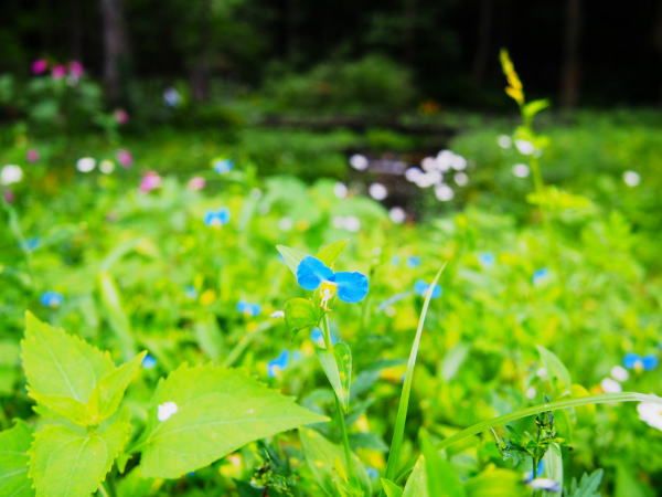 �P�쌹���c���N�T�ʐ^