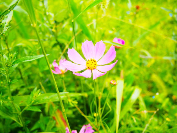 �P�쌹���R�X���X�ʐ^