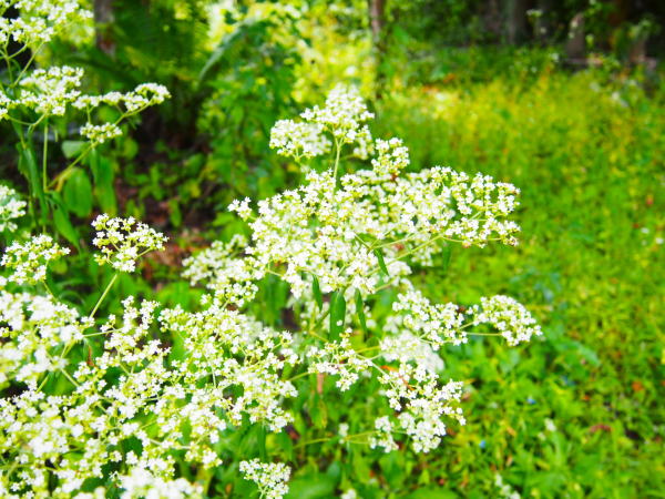 �P�쌹���I�g�R�G�V�ʐ^